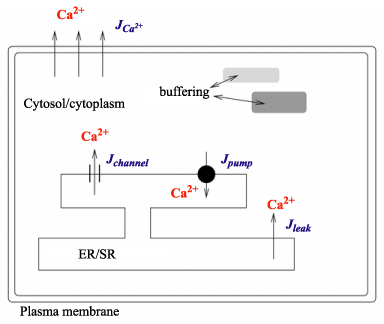 Calcium Oscillation